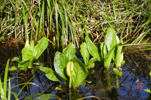 Lysichiton americanus    